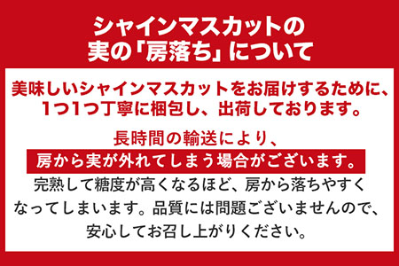 訳あり シャインマスカット1.5kg 竹下果樹園《8月中旬-9月上旬頃出荷》 期間限定 熊本県長洲町産 フルーツ ぶどう 葡萄 ご家庭用