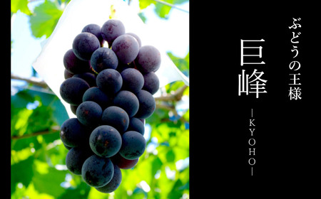 数量限定 巨峰 約2kg 熊本県和水町産 | 熊本県 くまもと 和水町 なごみ ぶどう ブドウ 果物 フルーツ 季節の果物 巨峰 2kg 2000g