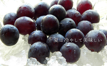 数量限定 巨峰 約2kg 熊本県和水町産 | 熊本県 くまもと 和水町 なごみ ぶどう ブドウ 果物 フルーツ 季節の果物 巨峰 2kg 2000g
