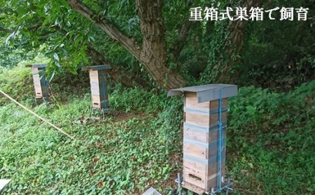 和水町産 日本蜜蜂のはちみつ｢希少品｣ 320g | 熊本県 熊本 くまもと 和水町 なごみまち なごみ ハチミツ ハチミツ 蜂蜜 日本蜜蜂 国産 320g 瓶