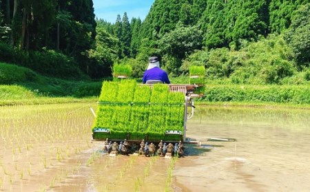 令和5年産 松村さんちの田んぼで穫れたお米「ひのひかり」10kg | 熊本県 熊本 くまもと 和水町 なごみ 米 ひのひかり ヒノヒカリ 10kg 単一原料米