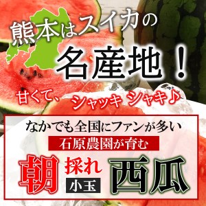 【先行予約】 【2025年（令和7年）4月中旬頃から順次出荷】小玉スイカ 食べ比べ 小玉スイカ（赤色・黄色）熊本和水町産 西瓜 すいか 人気セット くまもと県 産地直送