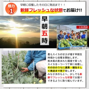 【先行予約】 【2025年（令和7年）4月中旬頃から順次出荷】小玉スイカ 食べ比べ 小玉スイカ（赤色・黄色）熊本和水町産 西瓜 すいか 人気セット くまもと県 産地直送