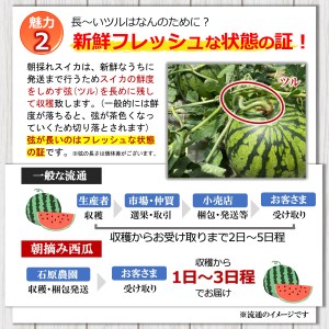 【先行予約】 【2025年（令和7年）4月中旬頃から順次出荷】小玉スイカ 食べ比べ 小玉スイカ（赤色・黄色）熊本和水町産 西瓜 すいか 人気セット くまもと県 産地直送