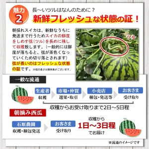 小玉スイカ（赤色）2玉 熊本県和水町産 【先行予約】