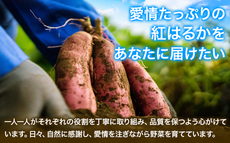 3ヶ月定期便 熊本県 大津町産 あまべに姫 (紅はるか) 約5kg ガブレス《お申込み月の翌月から出荷開始》さつまいも 芋 紫芋 高糖度
