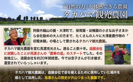 熊本県大津町産 タカハマ観光農園の紅はるか 約5kg《12月中旬-4月末頃より順次出荷》