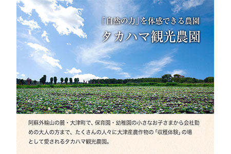 熊本県大津町産 タカハマ観光農園のシルクスイート 約5kg《1月上旬-4月末頃出荷》 さつまいも 芋 秋の味覚