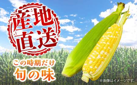 2026年6月上旬より順次発送 スイートコーン 甘々娘約4kg10~11本BHCJ001 スイートコーン