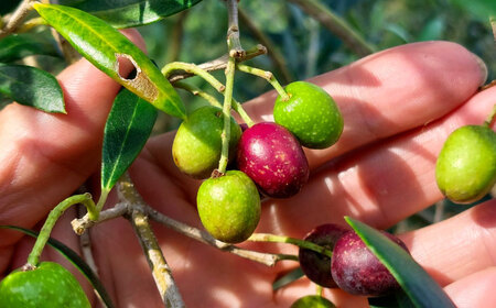 【限定数量】EXV オリーブオイル ピクアル種 130mL×1 オリーブオイル[BHBL002]