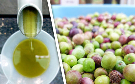 【限定数量】EXV オリーブオイル アルベキナ種 100ml × 1 BHBL001