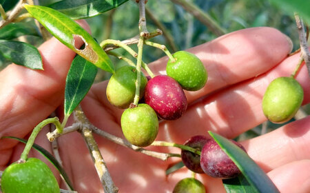 【限定数量】EXV オリーブオイル アルベキナ種 100ml × 1 BHBL001