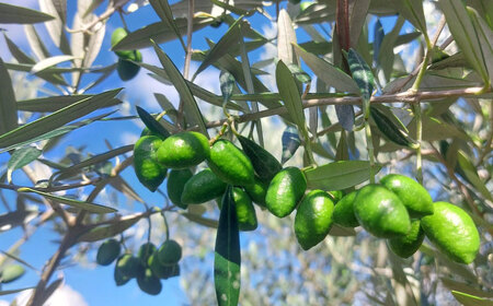 【限定数量】EXV オリーブオイル アルベキナ種 100ml × 1 BHBL001