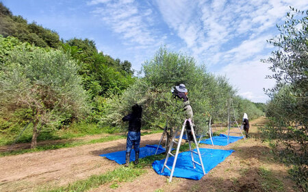 【限定数量】EXV オリーブオイル アルベキナ種 100ml × 1 BHBL001