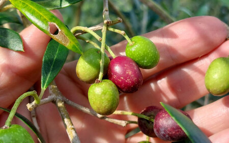 美容 オリーブオイル 20ml 美容オイル BHBL012