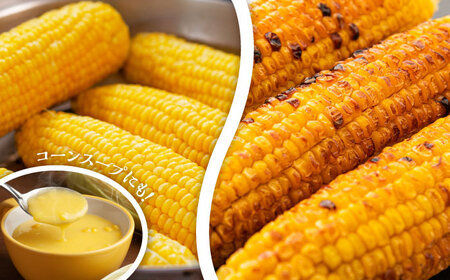 【2026年6月上旬より順次発送】スイートコーン、ドルチェドリームと甘々娘の食べ比べセット【なかむら農園】[BHCJ003]