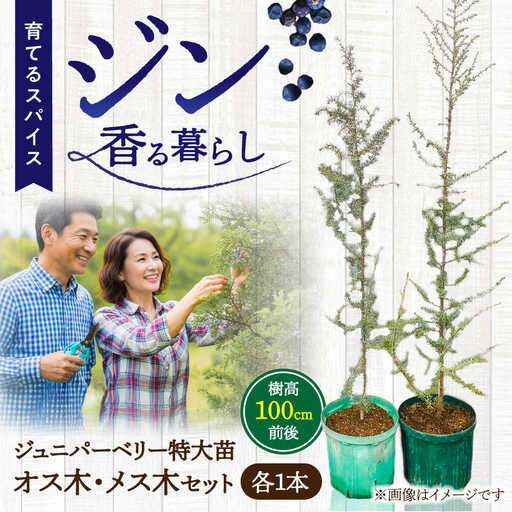ジュニパーベリー特大苗(西洋ネズ)オス木・メス木セット Juniperus communis 樹高100cm前後 口径18cm スリット鉢植え BHCQ001