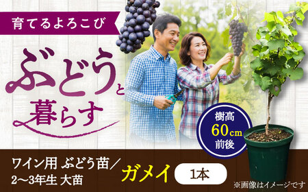 ワイン用 ブドウ苗(ガメイ)6号鉢入り 2~3年生 大苗 樹高60cm前後 ぶどう BHCQ005
