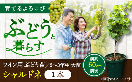 ワイン用 ブドウ苗(シャルドネ) 6号鉢入り 2~3年生 大苗 樹高60cm前後 苗 苗木 BHCQ007
