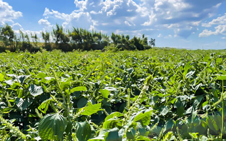 全6回定期便 きくちの えごま油 計90g(45g×2本) えごま油 BHAT006