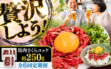 全6回定期便 馬肉さくら ユッケ 約250g ユッケ BHCY031
