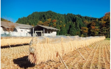 【数量限定】作りたての美味しさを真空パックでお届け！こだわりの自家栽培もち米で作る丸餅10個×3袋（30個） 数量限定 丸餅 30個 真空パック 餅 もち 自家栽培 もち米 小分け 10個 3袋 熊本 阿蘇 南小国町 送料無料