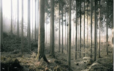 【Foreque】 小国杉 一輪挿し  天然木 おしゃれ インテリア 花瓶 フラワーベース 小さい ギフト 贈答用 プレゼント  Foreque 熊本 阿蘇 南小国町 送料無料