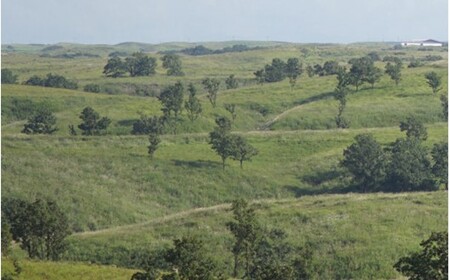 【Foreque】 小国杉 一輪挿し  天然木 おしゃれ インテリア 花瓶 フラワーベース 小さい ギフト 贈答用 プレゼント  Foreque 熊本 阿蘇 南小国町 送料無料