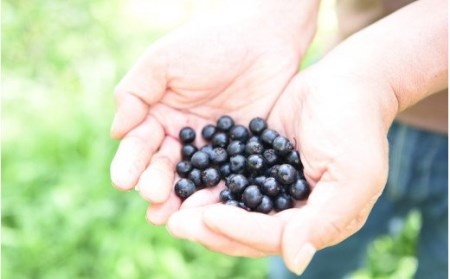 農薬 化学肥料不使用 南小国産 摘み立て冷凍ブルーベリー１ 熊本県南小国町 ふるさと納税サイト ふるなび