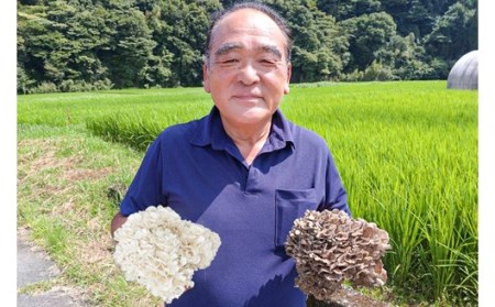 【熊本県阿蘇・南小国産】うまみ＆栄養が自慢♪の生まいたけ「阿蘇の白舞姫」１ｋｇ（約３株） 南小国産 阿蘇の白舞姫 白まいたけ 1kg 約3株 栄養満点 きのこ キノコ 白舞茸 まいたけ マイタケ 舞茸 野菜 ギフト 贈答用 熊本 阿蘇 南小国町 送料無料