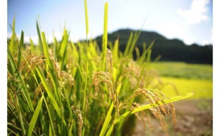 【JA阿蘇】令和7年産 新米 あきげしき 5kg 精米 水の国 熊本 阿蘇 小国郷 小国町 南小国町 高冷地 寒暖差で旨み凝縮 JA阿蘇 米づくり百選の地 知る人ぞ知る品種 秋景色 白米 米の甘み 冷めても美味しい