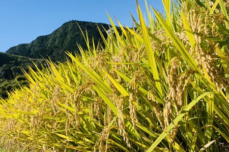 【薬味野菜の里 結菱】阿蘇小国郷の美味しいお米5kg（精米）