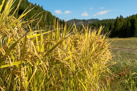 【予約米】令和6年産・阿蘇小国町「上田地区」の美味しいお米「あきげしき」5kg