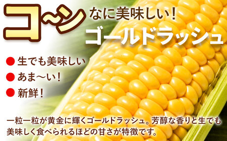 とうもろこし スイートコーン 10本|城本農園