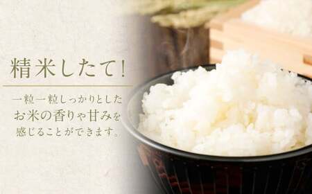 阿蘇のお米 5kg【14営業日発送】 精米 お米 米 おすすめ 人気 ランキング