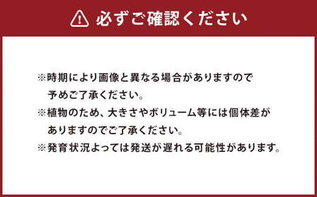 多肉植物 Mサイズ 4鉢 観葉植物 植物 苗 多肉 グリーン プラント 栽培 ガーデニング 園芸