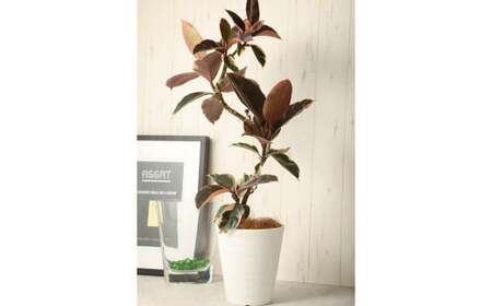 フィカスルビー（ゴムの木）曲げ仕立て 観葉植物 人気 植物 ゴム 樹 木 グリーン プラント 栽培 ガーデニング 園芸