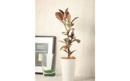 フィカスルビー(ゴムの木) 観葉植物 人気 植物 ゴム 樹 木 グリーン プラント 栽培 ガーデニング 園芸