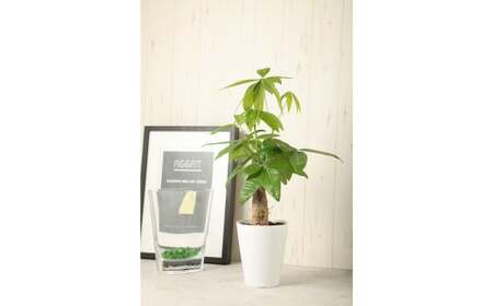 パキラ 観葉植物 人気 植物 グリーン プラント 栽培 ガーデニング 園芸