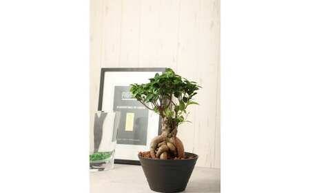 がじゅまるの木 Lサイズ 観葉植物 植物 樹 木 グリーン プラント 栽培 ガーデニング 園芸