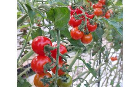 高森町産 ミニトマトジュース 500ml×6本 計3L トマトジュース 野菜ジュース 果汁100％ 無塩 無添加 飲み物 飲料