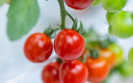 高森町産 ミニトマトジュース 500ml×6本 計3L トマトジュース 野菜ジュース 果汁100％ 無塩 無添加 飲み物 飲料