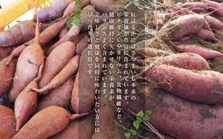 さつまいも 紅はるか 5kg 【2024年12月上旬～2025年3月下旬発送予定】 サツマイモ 薩摩芋 甘藷 芋 いも イモ 野菜 根菜 お取り寄せ