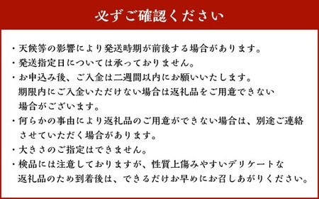 『 2024 - 2025 さつまいも博 シルクスイート 部門 グランプリ 受賞 』 恋シルク 約2kg サツマイモ さつまいも 芋 イモ 焼き芋