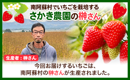 朝摘みいちご ゆめのか 280g×4パック 高地栽培 味采市場 《1月末-3月末頃出荷予定》 熊本県南阿蘇村 味采市場 いちご 苺 イチゴ フルーツ くだもの 果物