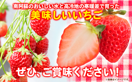 朝摘みいちご ゆめのか 280g×4パック 高地栽培 味采市場 《1月末-3月末頃出荷予定》 熊本県南阿蘇村 味采市場 いちご 苺 イチゴ フルーツ くだもの 果物