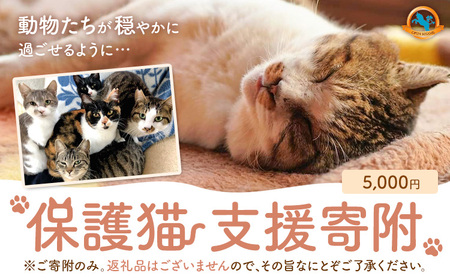 【返礼品なし】保護猫支援寄附 5,000円 一般社団法人オープンセサミアライブ 熊本県 南阿蘇村 保護猫 支援 猫 ネコ ねこ 生活支援 動物愛護 保護 返礼品なし 寄附 牧場 オープンセサミ アニマルサンクチュアリ