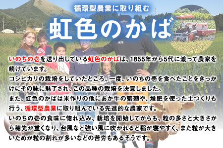 新米 令和6年産 特別栽培米 いのちの壱(白米)10kg×1 雑穀米付き《30日以内に出荷予定(土日祝除く)》 熊本県 南阿蘇村 熊本県産 虹色のかば 雑穀米