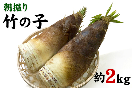 朝掘り竹の子 熊本県御船町産限定 約2kg(1本約500g-1200g前後)《4月