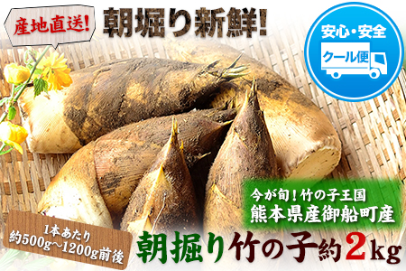 朝掘り竹の子 熊本県御船町産限定 約2kg(1本約500g-1200g前後)《4月